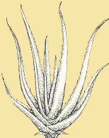   (Aloe vera)